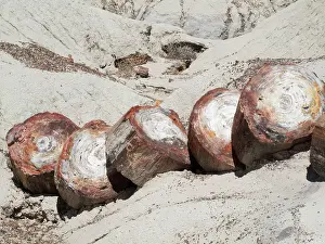 Appearance: Logs of Petrified Wood - when breaking into segments