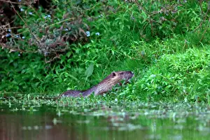 Coypus: Along the Loire