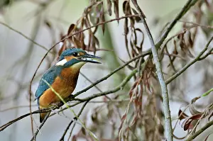 Atthis: Along the Loire