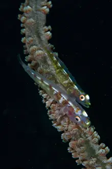 Line: Loki Whip Goby