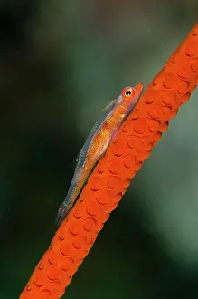Bryaninops: Loki Whip Goby