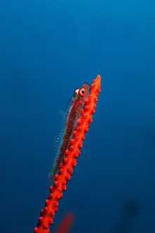 Bryaninops: Loki whip goby, Bryaninops loki, on red sea whip, Ellisella
