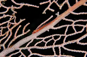 Dash: Loki Whipgoby on sea fan - Elmoost dive site, Weda
