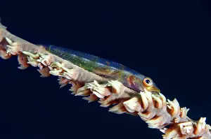 Bryaninops: Loki Whipgoby - on Whip Coral (Alcyonacea Order)