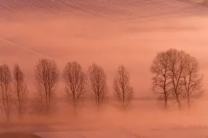 Italica: Lombardy Poplar - early morning glow over snow