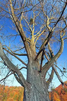 Italica: Lombardy Poplar - mature tree - showing crown structure