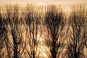 Italica: Lombardy Poplar Trees with sunset behind