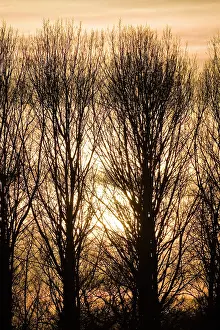 Italica: Lombardy Poplar Trees with sunset behind