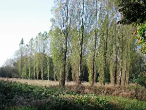 Italica: Lombardy Poplars