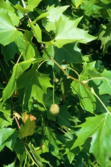 Planes: LONDON PLANE
