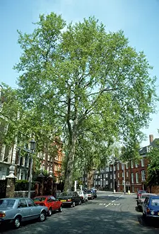 Hispanica: London Plane