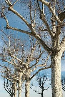 Londonplane: London Plane