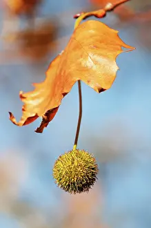 Plane: London Plane