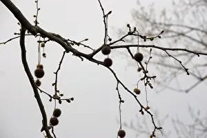 Plane: London Plane