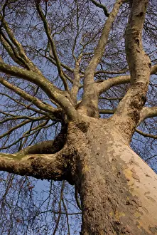 Plane: London Plane