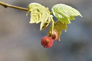 Plane: London plane, Platanus hispanica, Red spiky fruit growing on