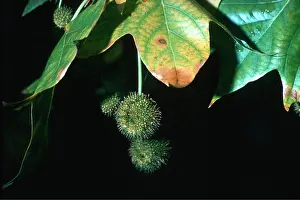 Plane: LONDON PLANE TREE - close-up of fruits
