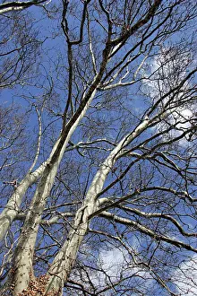 Planes: London Plane Tree - in winter