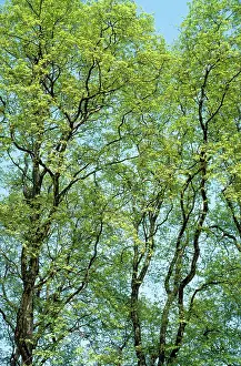 Hispanica: London Plane Trees - spring