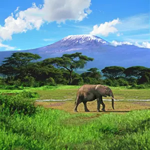 Kilimanjaro: A lone African elephant (Loxodonta africana)
