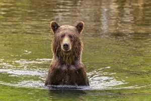 Lonesome: A lone brown bear standing in a calm river amidst a forest setting