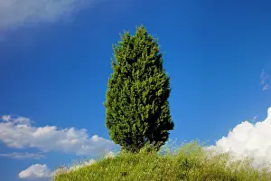 D Orcia: Lone cypress tree on hillside near San Quirico