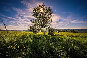 Loneliness: Lone deciduous tree in a field with sunstar, Jena, T