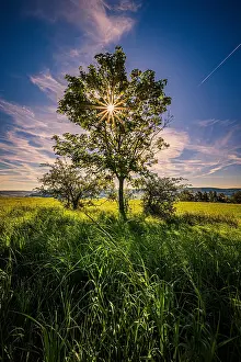 Loneliness: Lone deciduous tree in a field with sunstar, Jena, T