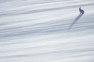 Chill: A lone Mountain Hare (Lepus timidus) braves the