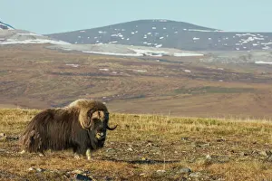 Ken Archer: Lone musk ox bull on the arctic tundra of the Seward