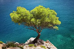 Calanque: Lone pine tree growing out of solid rock