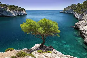 Determination: Lone pine tree growing out of solid rock