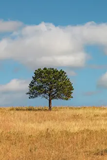 George: Lone tree, autumn, fall