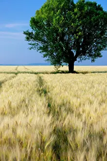 Puimoisson: Lone tree in field of barley near Valensole