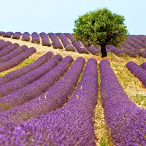 Aroma: Lone tree in fields of lavender near Valensole