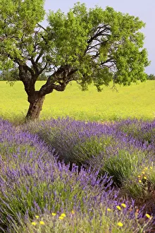 Aromatic: Lone tree in middle of lavender and mustard