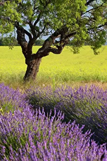 Aromatic: Lone tree in middle of lavender and mustard