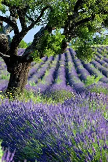 Puimoisson: Lone tree in purple field of lavender along