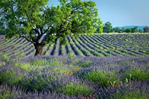 Aromatic: Lone tree in purple field of lavender along