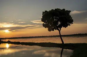 Gold: A lone tree silhouetted against a golden sunset on a lake-Dhaka