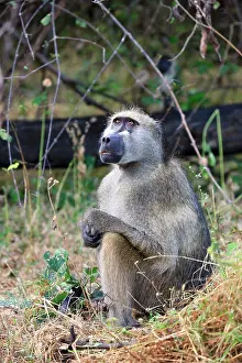 Cynocephalus: Lonely Baboon waiting for the family to
