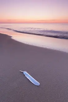 030722: Lonely feather at the beach of Knaebaeckshusen in