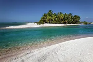 Palms: Lonely Island, Beach with Palms, Tikehau Atoll