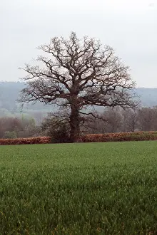 Oaks: LONELY OAK