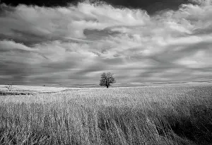 Infrared: Lonely tree in the Kansas Flint Hills