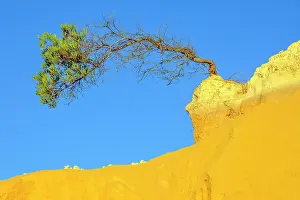 Nambung: lonely tree, The Pinnacles, Nambung National Park