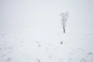Bogland: Lonely tree in snowy landscape, Belgium, LiA ge