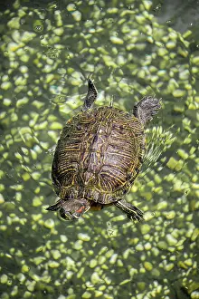 Loneliness: Lonely turtle found by the lake