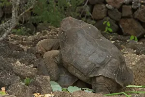 Lonesome: Lonesome George copulating