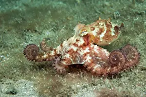 Armed: Long Arm Octopus
